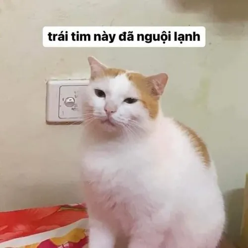 Ảnh này như cái gương phản chiếu sự lầy của nhân loại.