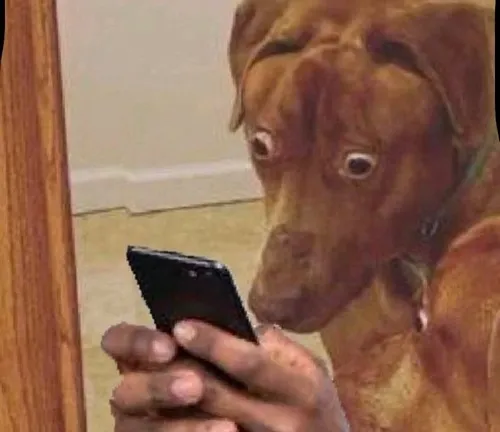 Meme mèo con năn nỉ được ăn thêm bữa nữa