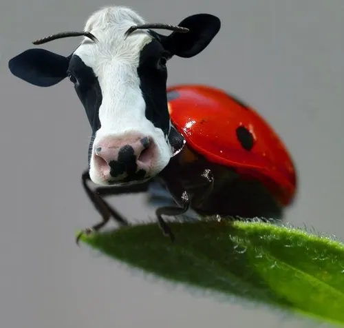 Meme cá mập baby tấu hài cùng sóng biển