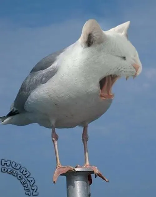 Hình troll ếch xanh cười khẩy vì drama mới