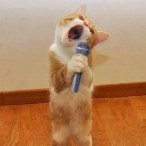 Meme cá voi đang chill với nhạc lo-fi