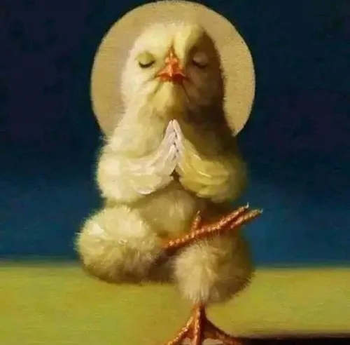 Hình troll chó corgi mông to mà vẫn đáng yêu