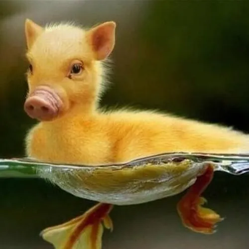 Ảnh chế dê núi trượt chân mà vẫn ngầu