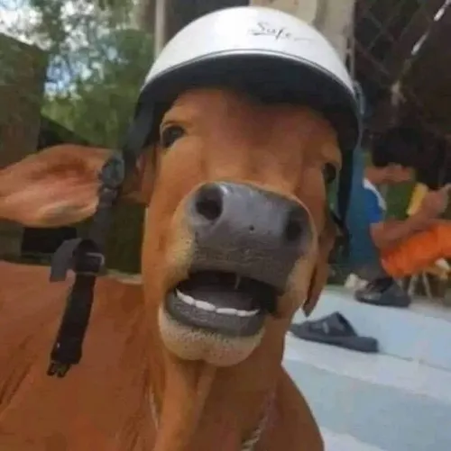 Meme cáo đỏ cười tủm tỉm khi crush online