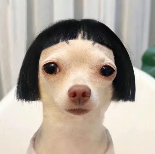 Ảnh troll chó husky “ai gọi tao đó hả?”