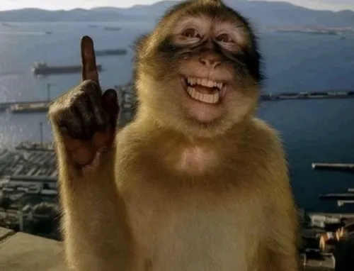 Meme lạc đà than trời giữa sa mạc deadline