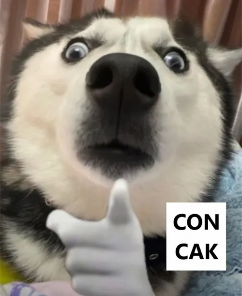 Hình troll cái con cak, biểu cảm siêu vô lý.