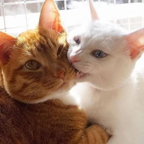 Meme chế mèo cắn vai bạn thân kiểu “tức quá mà thương” Meme chế mèo cắn vai bạn thân kiểu “tức quá mà thương”