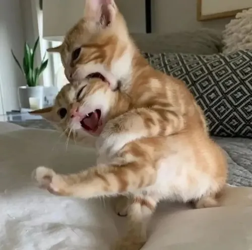 29 Ảnh vui cắn cổ bạn trai với caption “đánh dấu bản quyền”