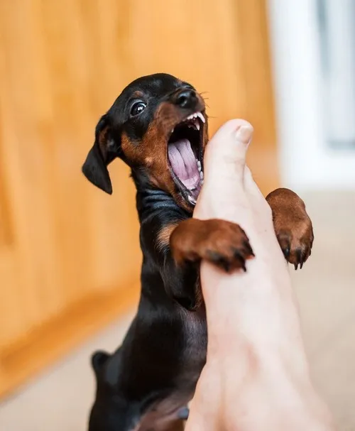 25 Ảnh troll biểu cảm “đau mà vẫn thương” sau cú cắn