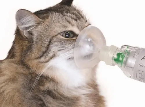 Meme thở oxy dân văn phòng quen mặt