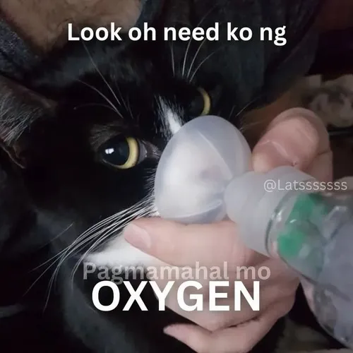 Meme hài mèo thở bình oxy gấp gáp ghê