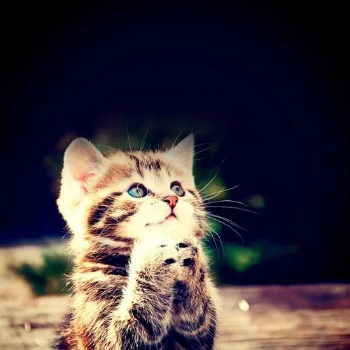 Hình chế vui chú mèo cầu thần Tài mang lộc đến