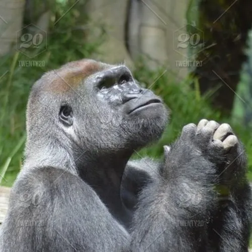 Hình troll khỉ đột chắp tay khấn Phật