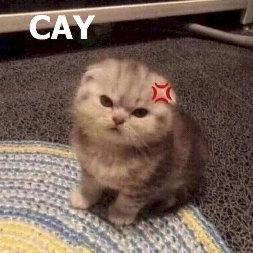 Ảnh vui thẫn thờ, kiểu “đời đen thật sự”