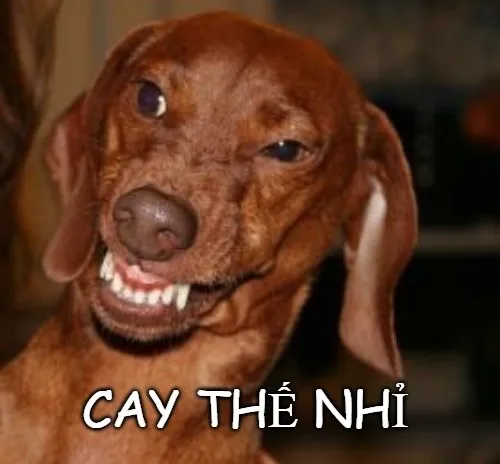 Meme chó cảm xúc cay cú đến nghẹn lời khó nói
