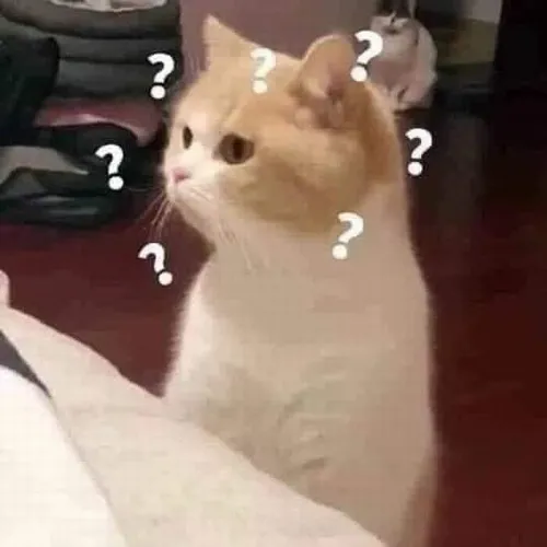 Ảnh troll mèo biểu cảm rối não khó đỡ