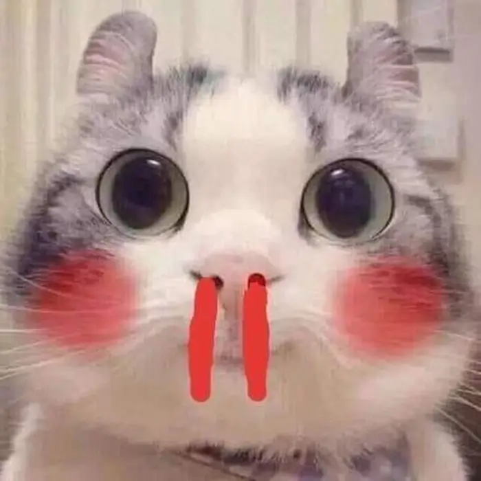 Meme chế mèo vừa cute vừa "nổ máu mũi" vì mê