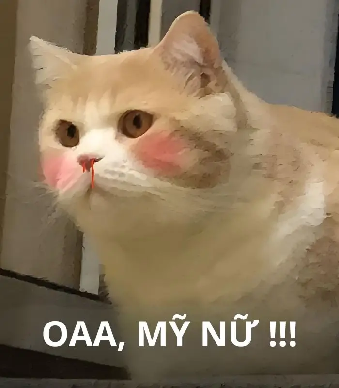 Meme hài đỉnh visual khiến con tim loạn nhịp