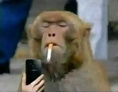 Ảnh vui chú khỉ phì khói trông siêu hài