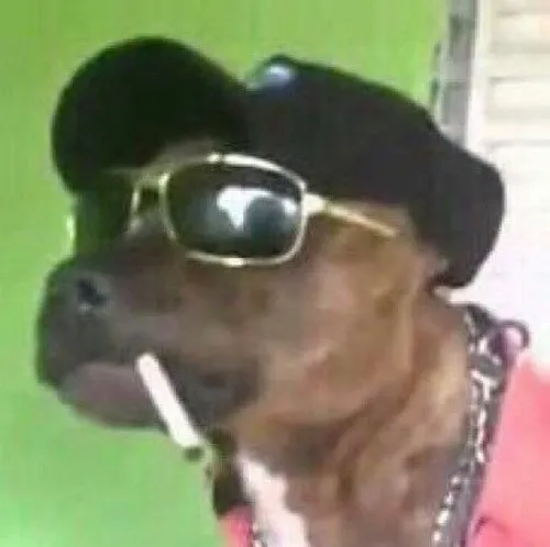 Meme hài chó hút thuốc dáng ngồi lạc lõng