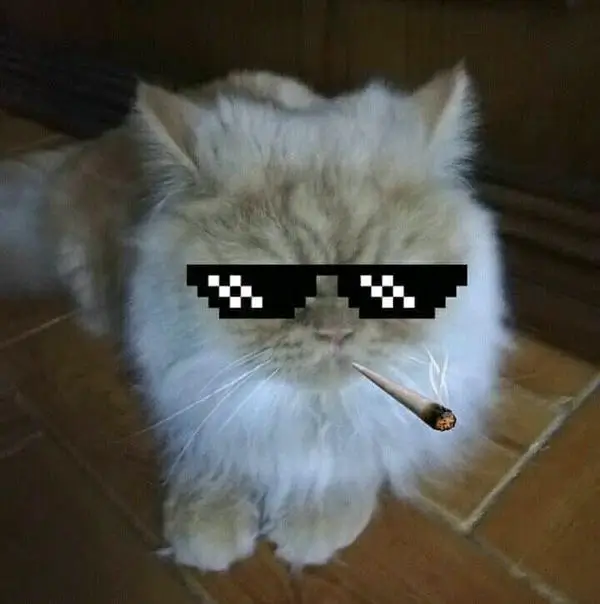 Hình troll mèo rít khói kiểu dân chơi