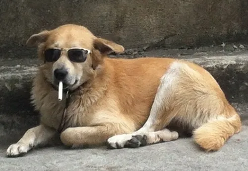 Meme hài chó hút thuốc như triết nhân