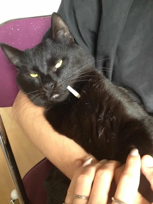 Meme chế mèo ngậm điếu thuốc dáng trầm ngâm