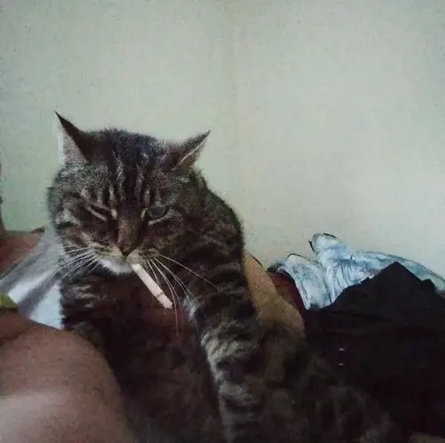 Meme chế mèo hút thuốc thần thái bất cần