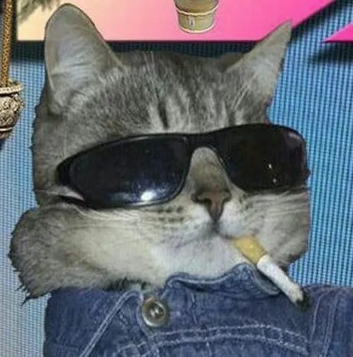 Meme hài mèo phả khói như đang chill