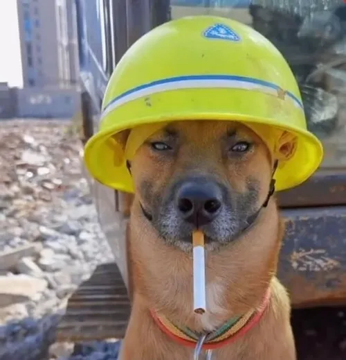 Ảnh chế chó châm thuốc dáng ngồi sành điệu