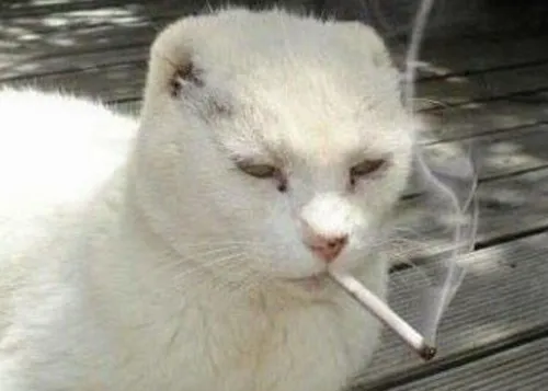 Hình troll mèo đốt điếu thuốc buồn bã hẳn