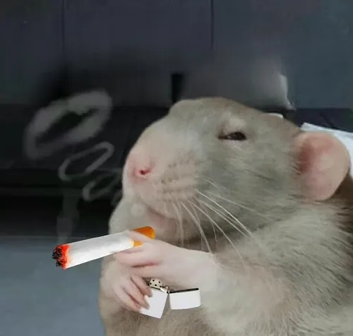 Hình troll chuột ngậm điếu thuốc cực hợp mood