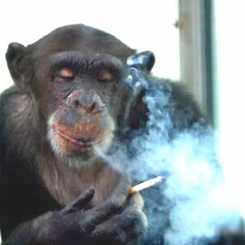 Meme hài khỉ hút thuốc nhìn thẫn thờ luôn