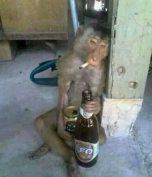 Meme hài khỉ gặm điếu thuốc siêu lầy