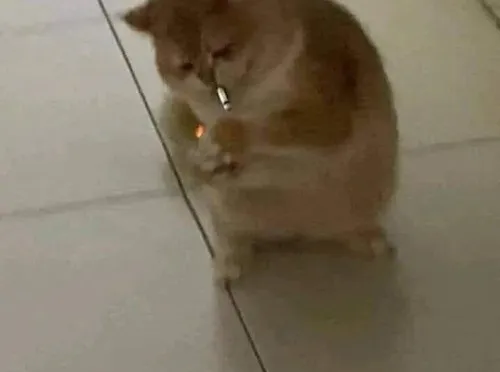 Ảnh chế mèo phả khói nhìn cực nghệ sĩ