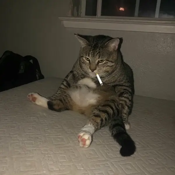 Hình troll mèo ngậm điếu thuốc ánh mắt troll