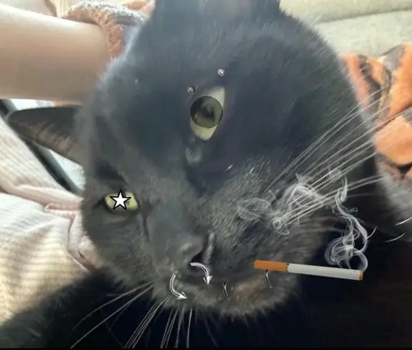 Hình chế mèo nhả khói mắt lim dim