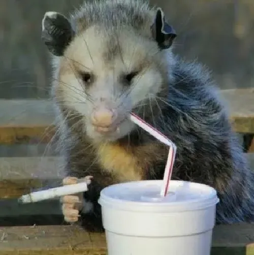 Meme chế chuột hút thuốc mặt đăm chiêu quá