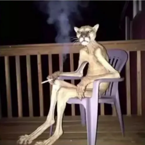 Ảnh troll mèo kẹp điếu thuốc trông bá đạo