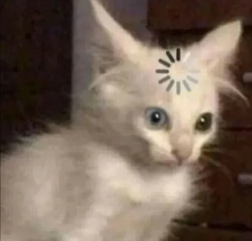 Não mèo đang load