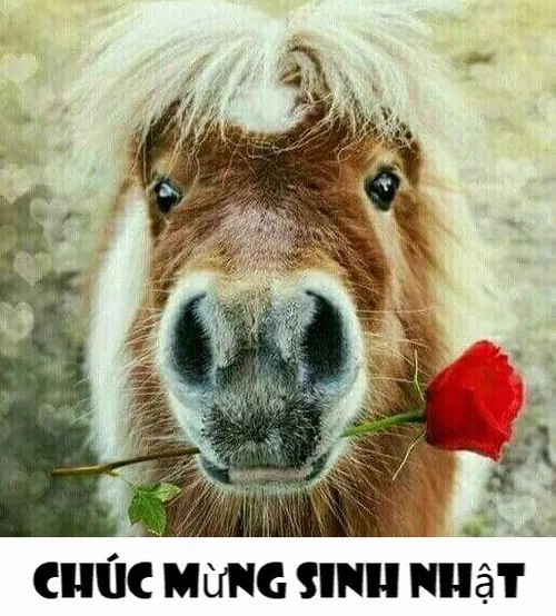 Meme chúc mừng sinh nhật giúp bạn troll bạn bè một cách thân thiện