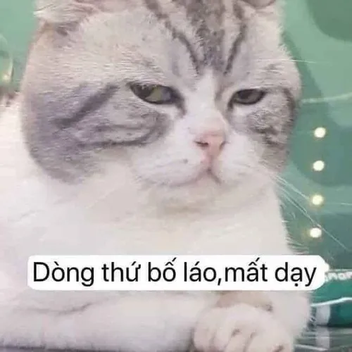 Meme hài chửi bậy mà nghe vừa cay vừa vui