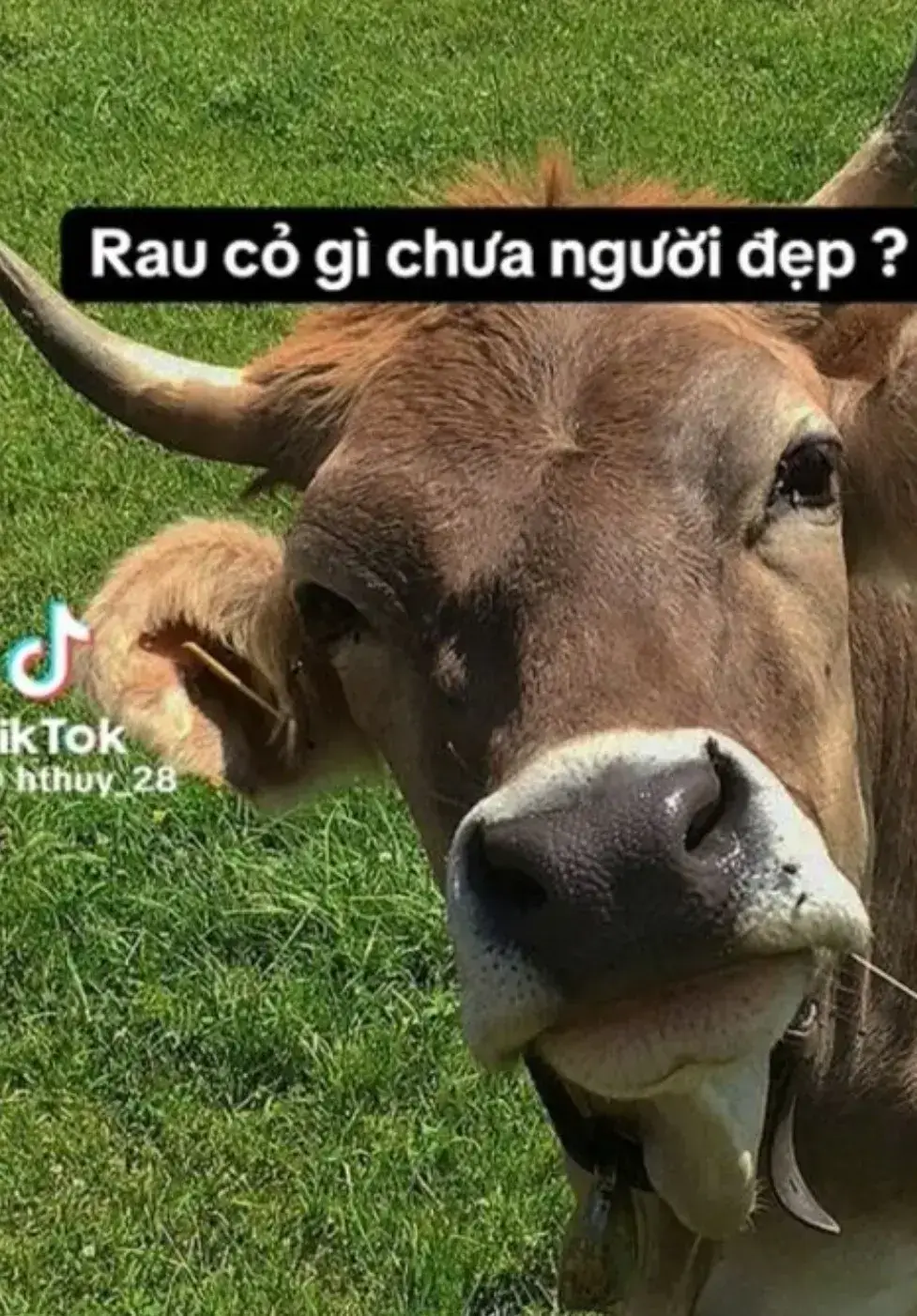 Hình chế dùng bữa chưa đọc mà muốn cười