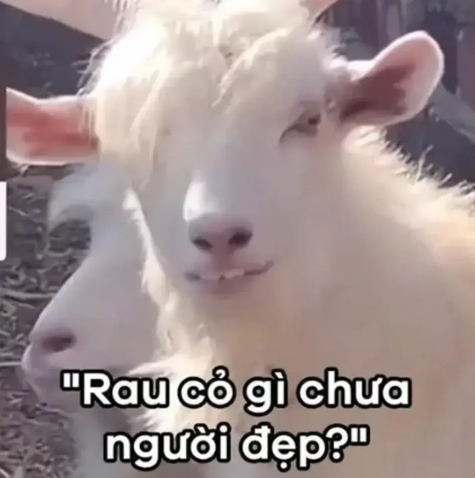 Rau cỏ gì chưa người đẹp?