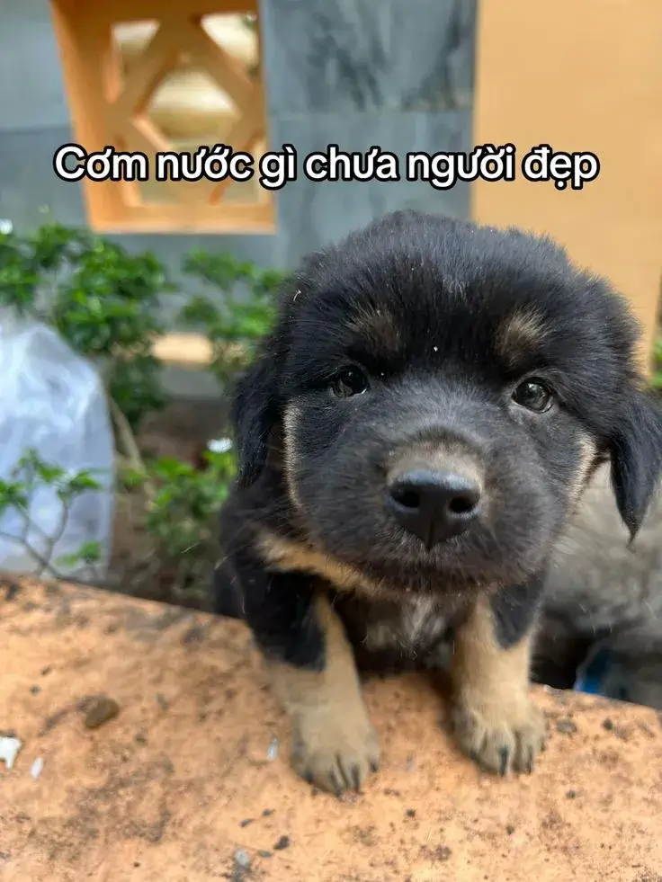 Meme chế cơm nước gì chưa người đẹp cực đáng yêu