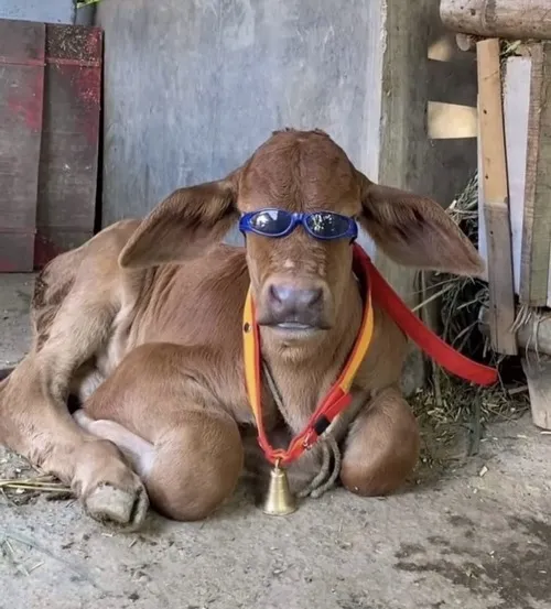 Ảnh troll con bò mặt đơ hài vô đối