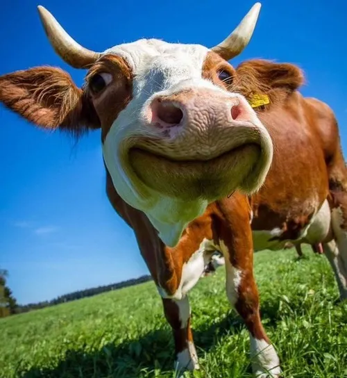 Hình chế bò ngáo cười, dân mạng chia sẻ rần rần