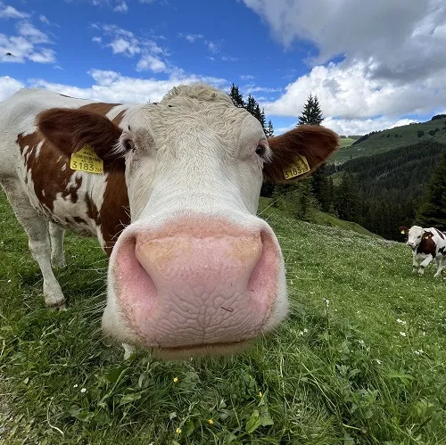 Meme con bò và nghệ thuật châm biếm kiểu ngốc nghếch đầy duyên