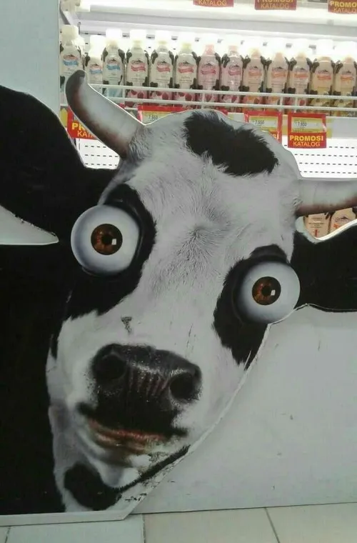 Meme chế bò sừng to gương mặt “what”